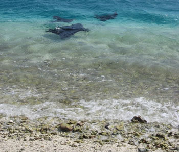 Three Eagle Rays can be seen at the “toilet bowl” off Southeast Island Hawaiian Islands National Wildlife Refuge, with their wings coming out of the water. Photo: Paulo Maurin
