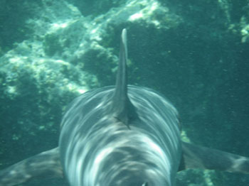The backview of a white tip shark, showing some curiosity towards us. Photo: Paulo Maurin